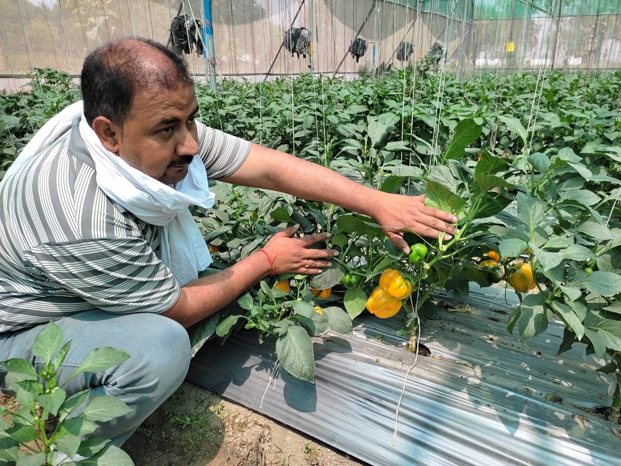 Vegetables here in London and Saudi Arabia