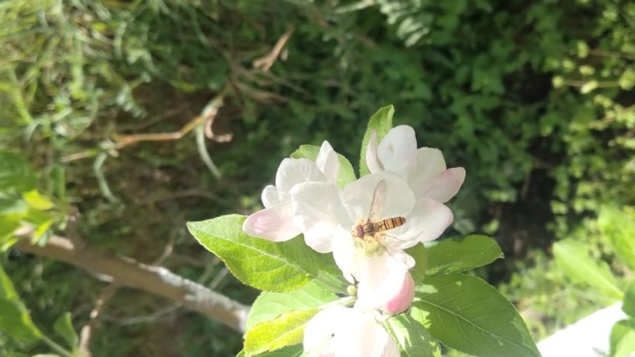 himachal news: Syrphid flies pollination in apple orchards
