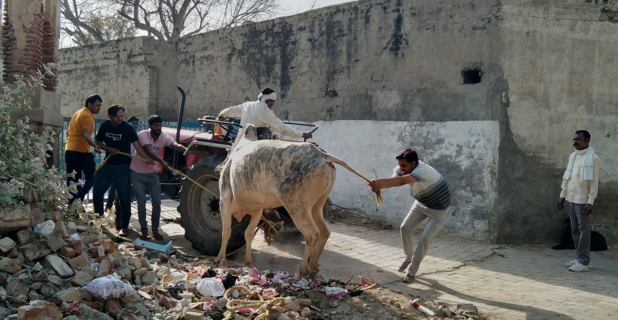 In Siwani, the destitute animals roaming the streets became trouble, in two days 6 people were injured