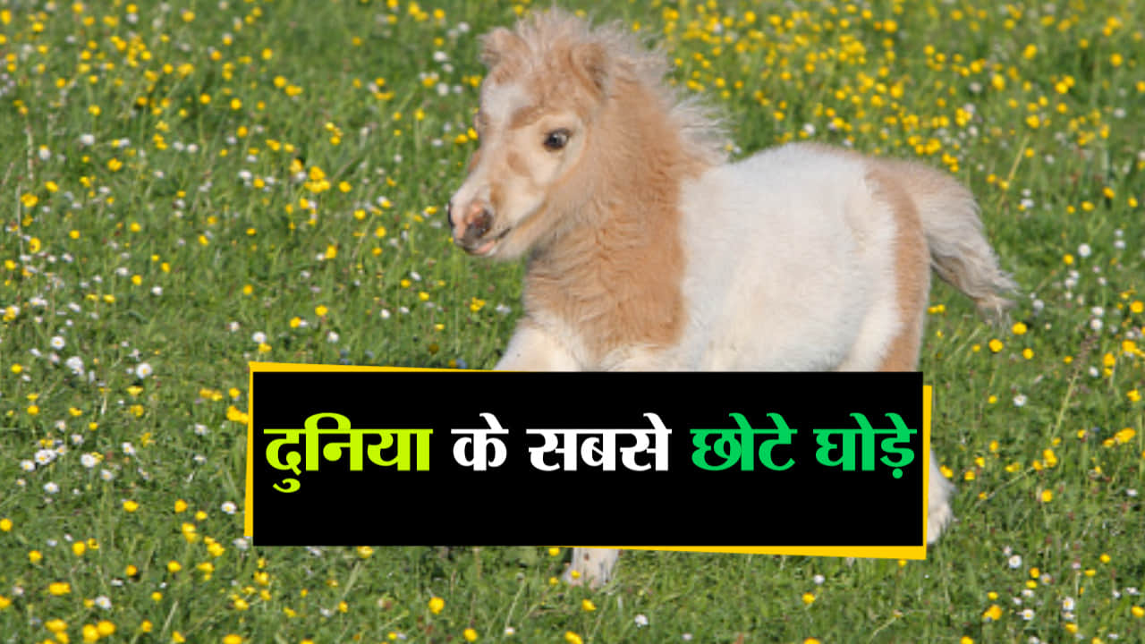 दुनिया के सबसे छोटे घोड़े