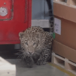 Mercedes Benz India Chakan Plant Leopard