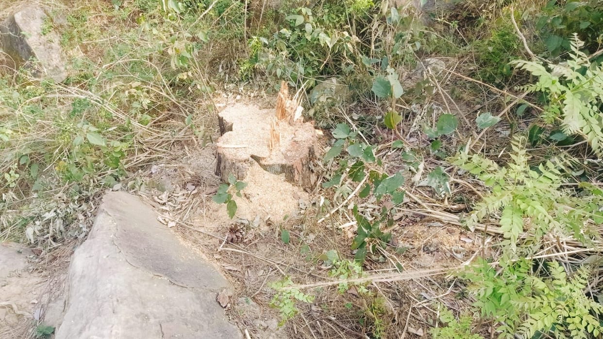 illigal cutting of tree.