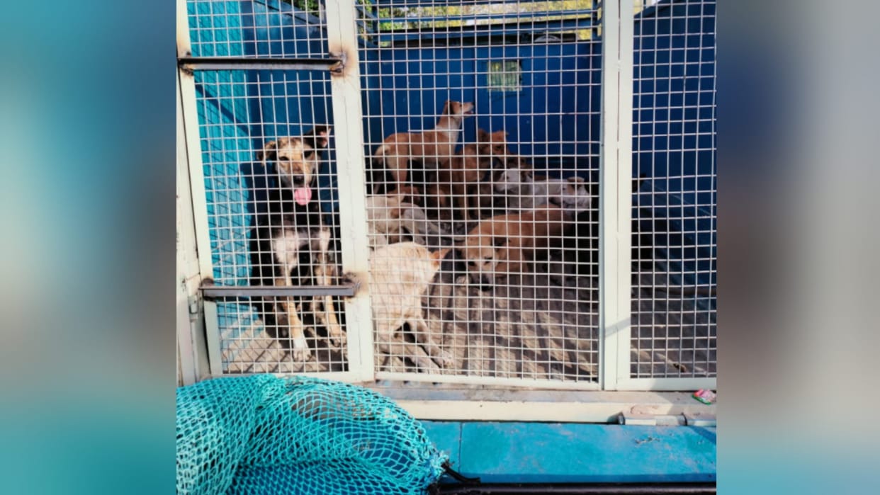 Meerut: Municipal Corporation started a campaign to sterilize stray dogs, dogs caught from CCSU on the first day
