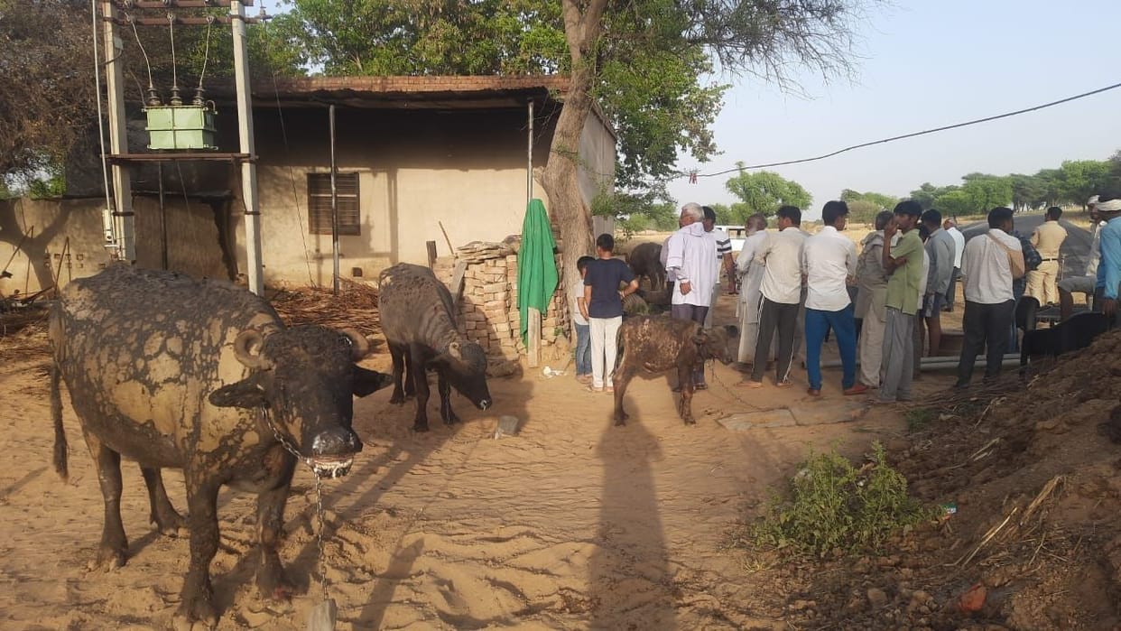 Short circuit caught fire in cattle yard, one buffalo died, farmer also scorched