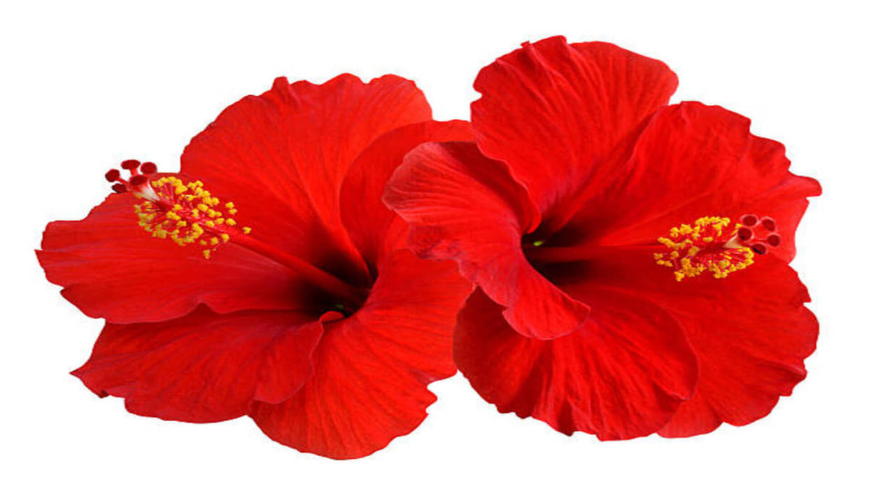 Vastu Tips Gudhal Ke Phool Ke Upay: Hibiscus Flower Will Bring Wealth and Prosperity