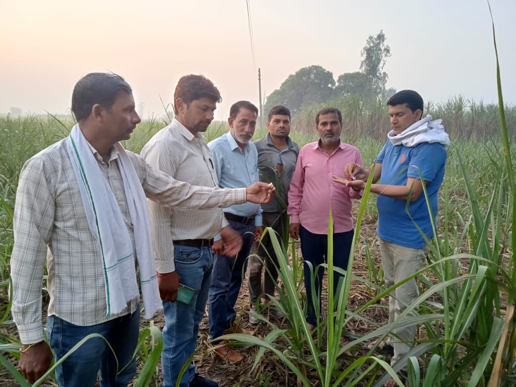 Dangerous is the white butterfly sitting on the leaves of sugarcane