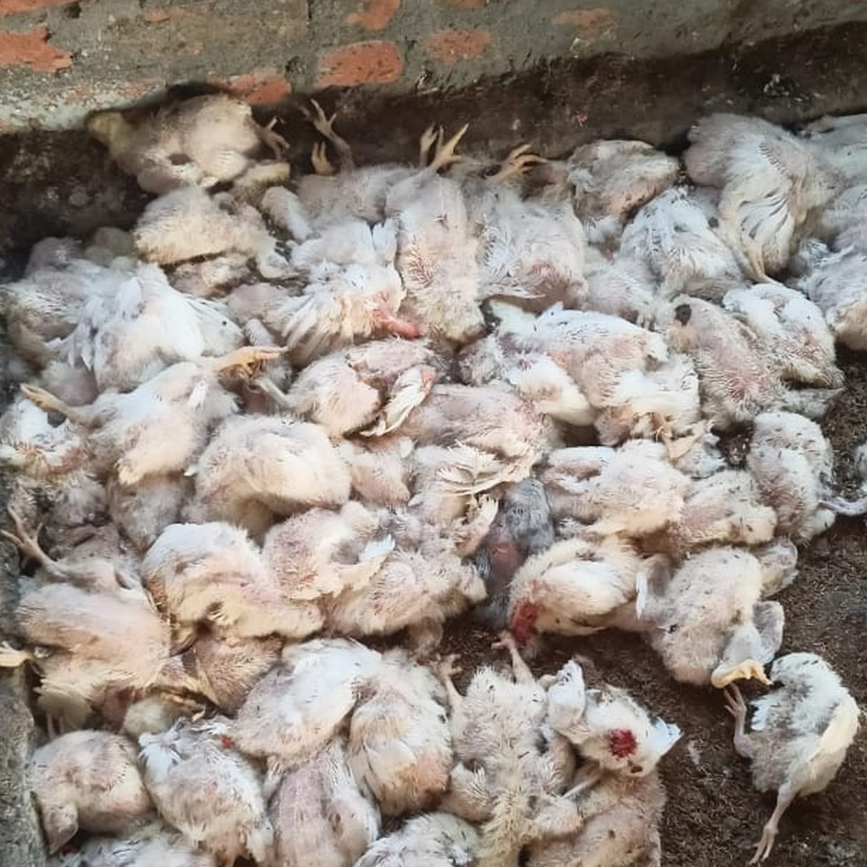 lepord kill hen and chicken in meruwala sirmaur