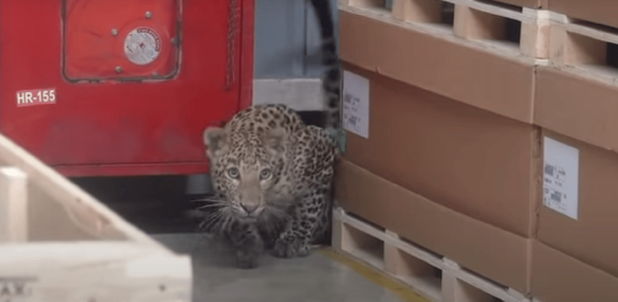 Mercedes-Benz India plant in Chakan near Pune Vehicle production was temporarily halted by a leopard