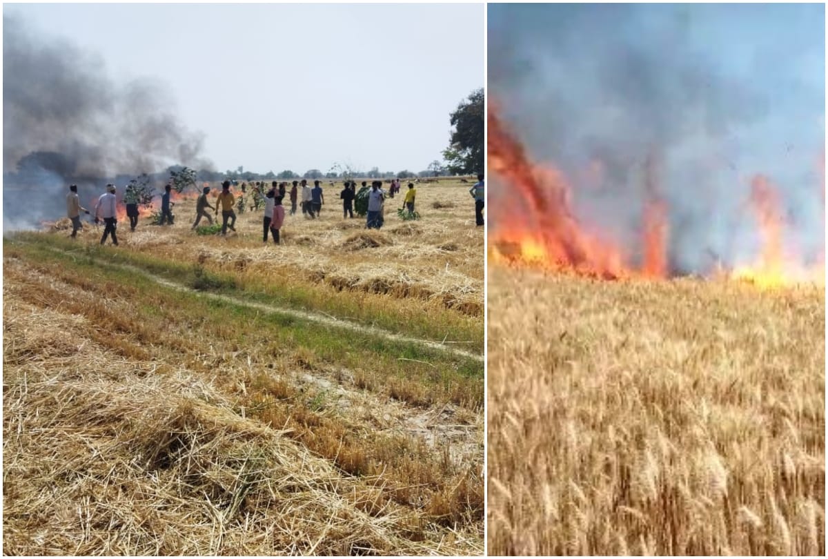 Fire in wheat field due to unknown reasons in varanasi many bighas of crop burnt to ashes