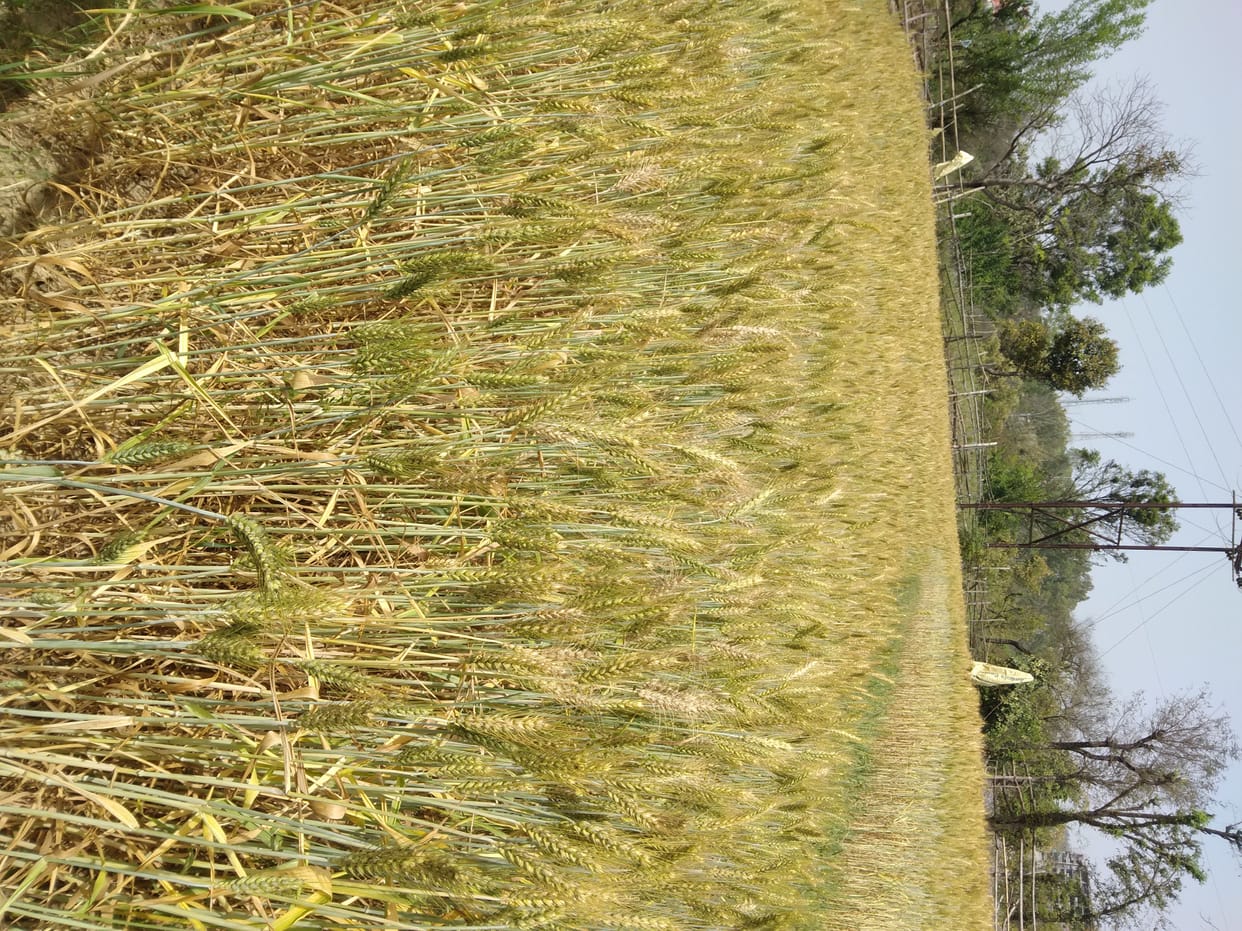 Wheat crop started drying up due to increase in temperature