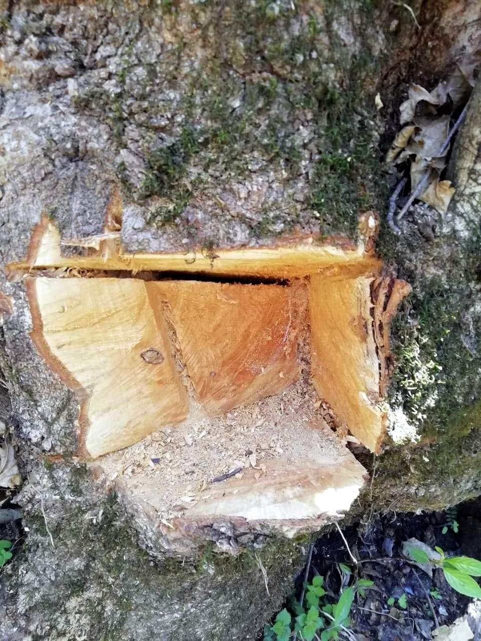 Damage to Kanchula trees in the forest of Chipko movement
