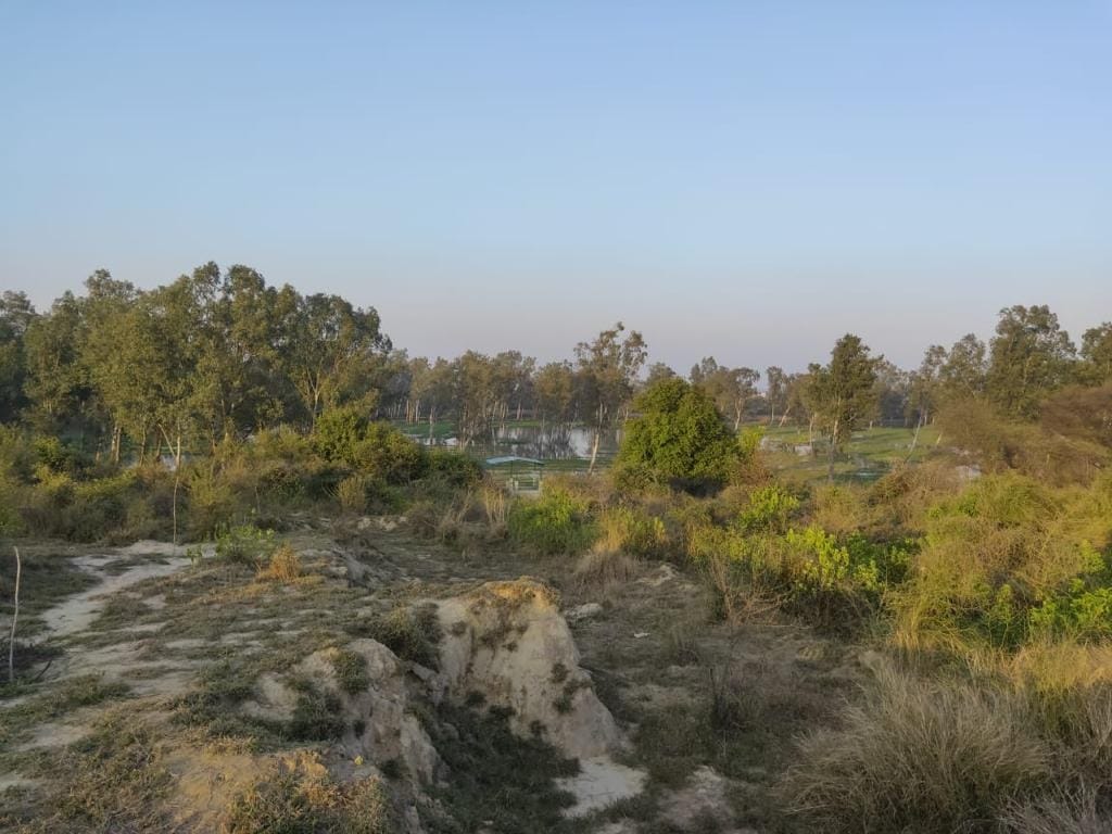 Tweet of guest birds after 25 years, Kurukshetra