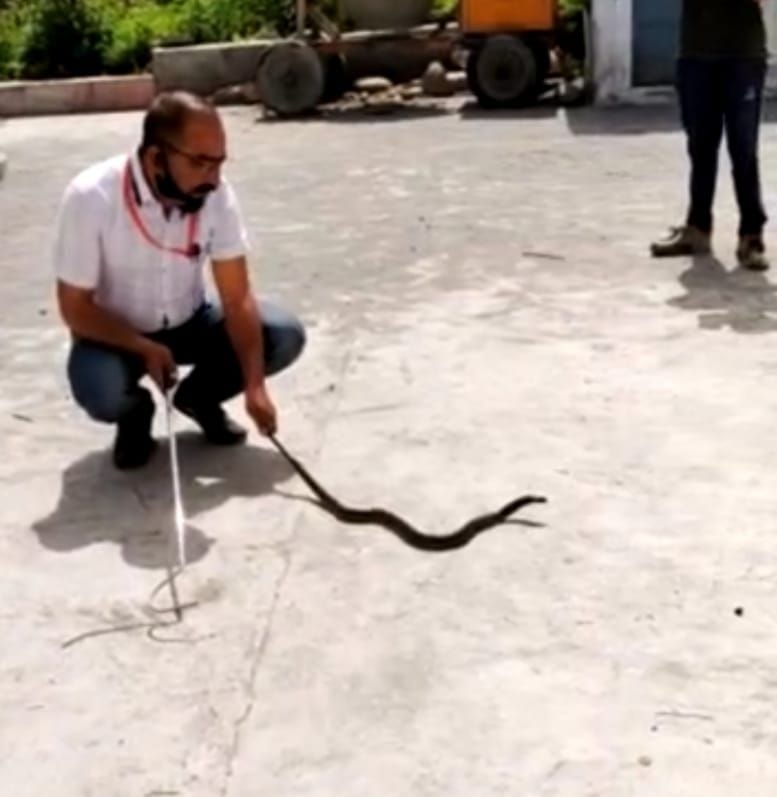 snake entered in office