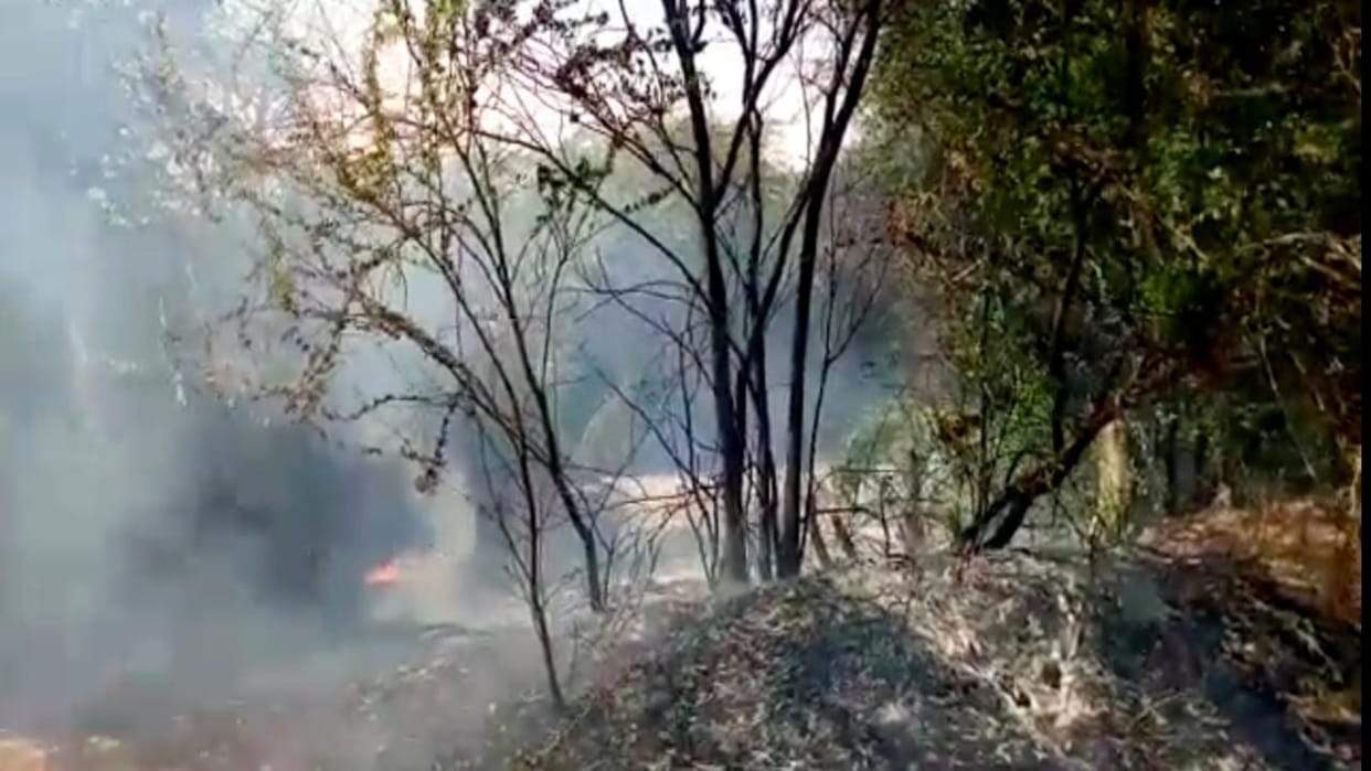 Fire broke out in the forest area near Indira Gandhi Canal of Bikaner
