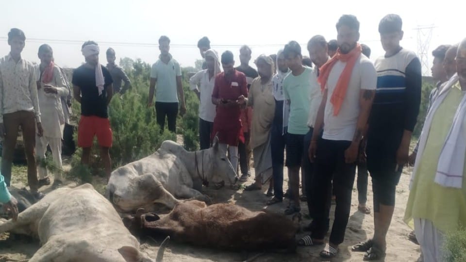 smugglers thrown cows in the crematorium by tying the feet in Mathura