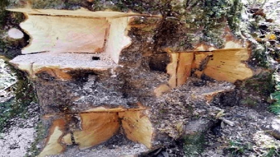damage to kanchula trees in the forest of chipko andolan