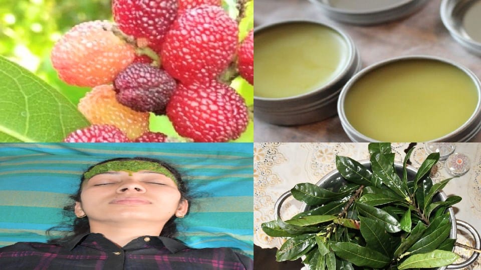 Research revealed: Wild fruit leaves of Kafal will cure mental diseases, preparation for commercial use