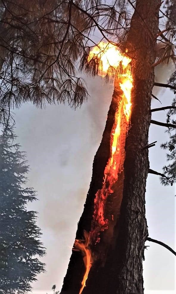 apple tree brunt in forest fire case in chopal