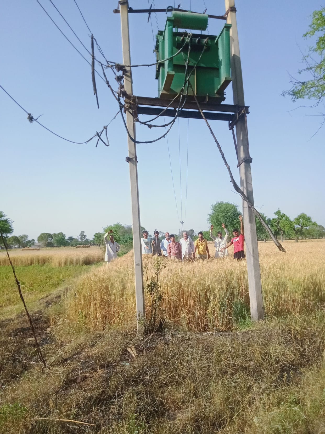 Wheat crop burnt in the fire caused by a spark emanating from the transformer