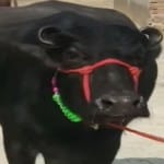 सांकेतिक तस्वीर