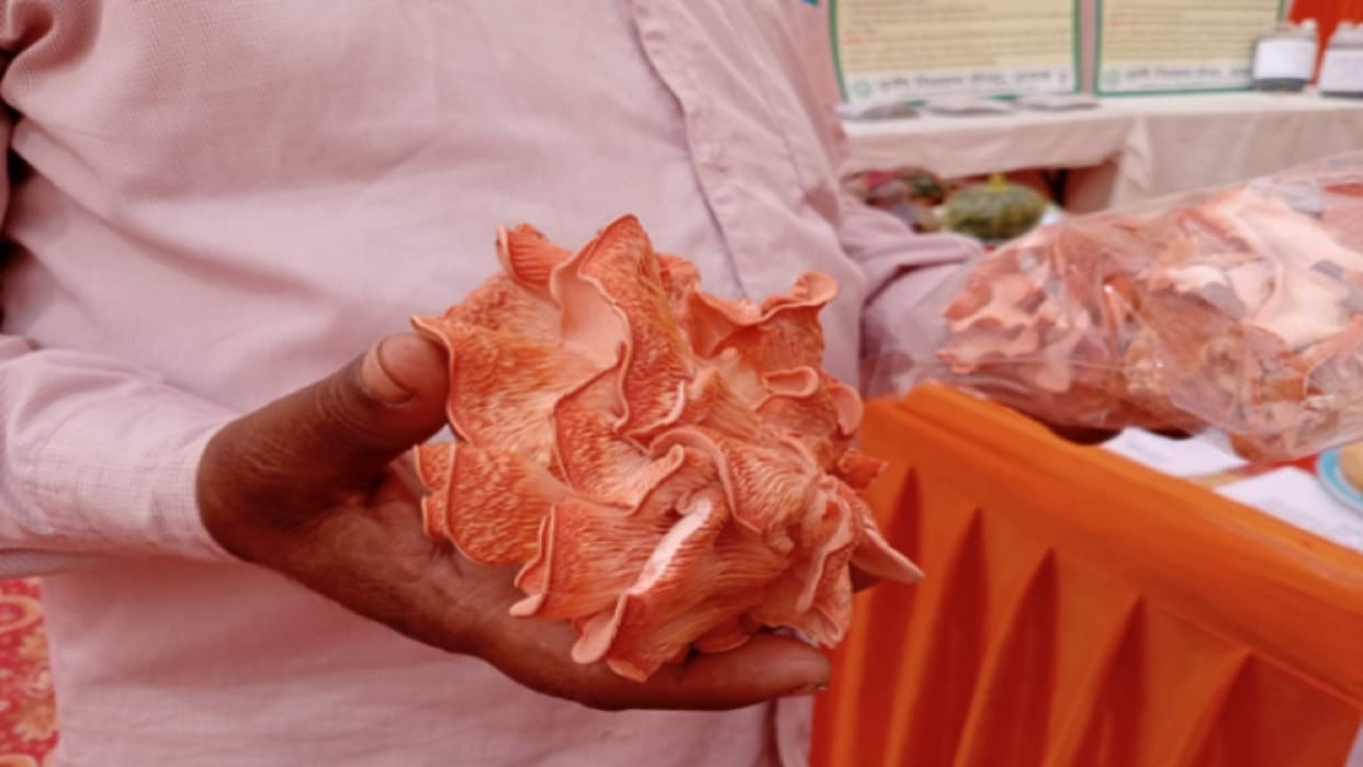 Saffron mushroom became the center of attraction in the kanpur exhibition