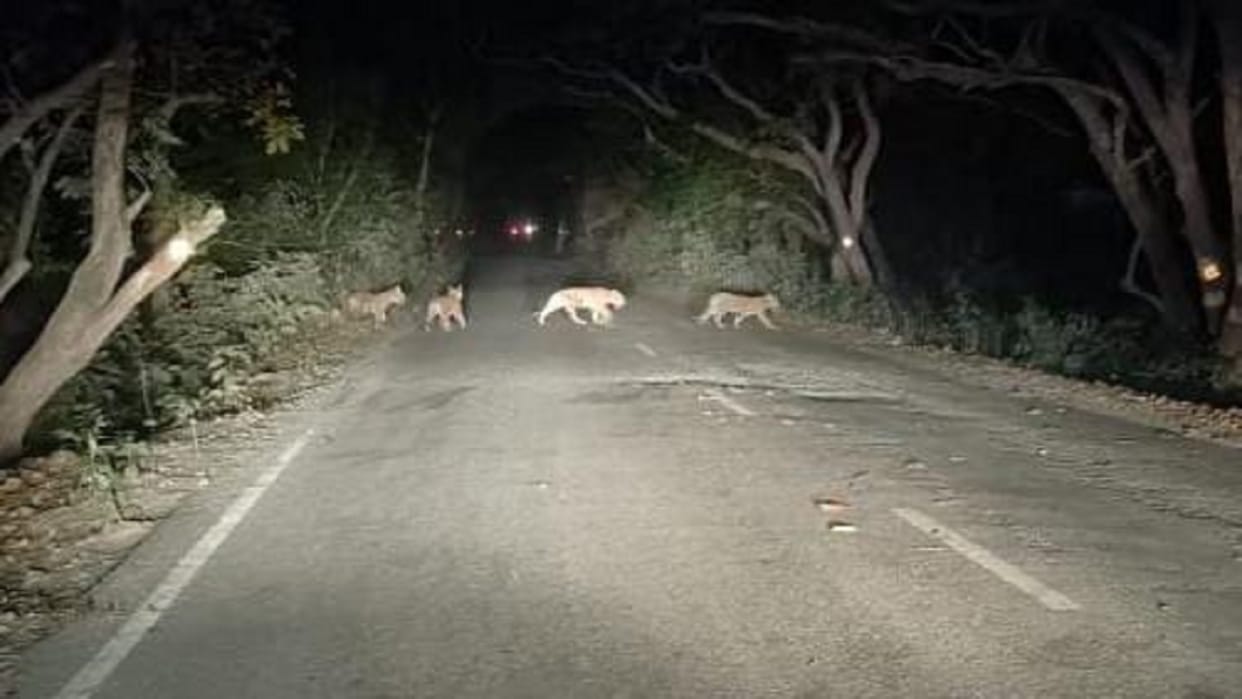 Good news: Tiger family growing in Pilibhit Tiger Reserve tigress seen with four cubs on Madhotanda-Pilibhit forest road