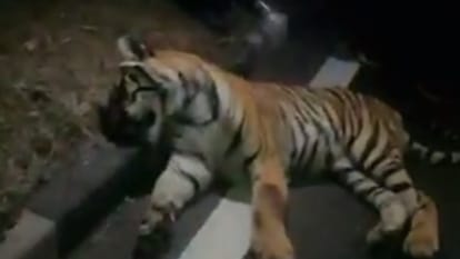 बाघ की मौत।