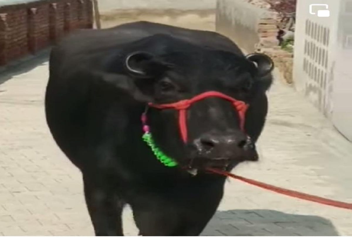 40 buffaloes died in a dairy in Gurugram s Sohna fodder came from beer factory
