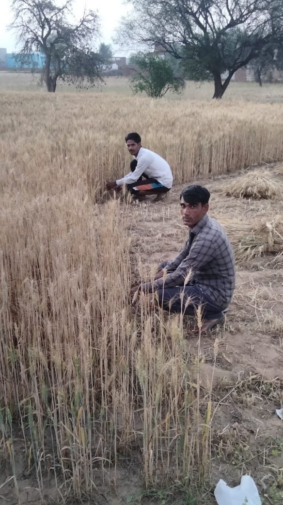 Farmers are busy harvesting wheat, government procurement will start in mandis from tomorrow