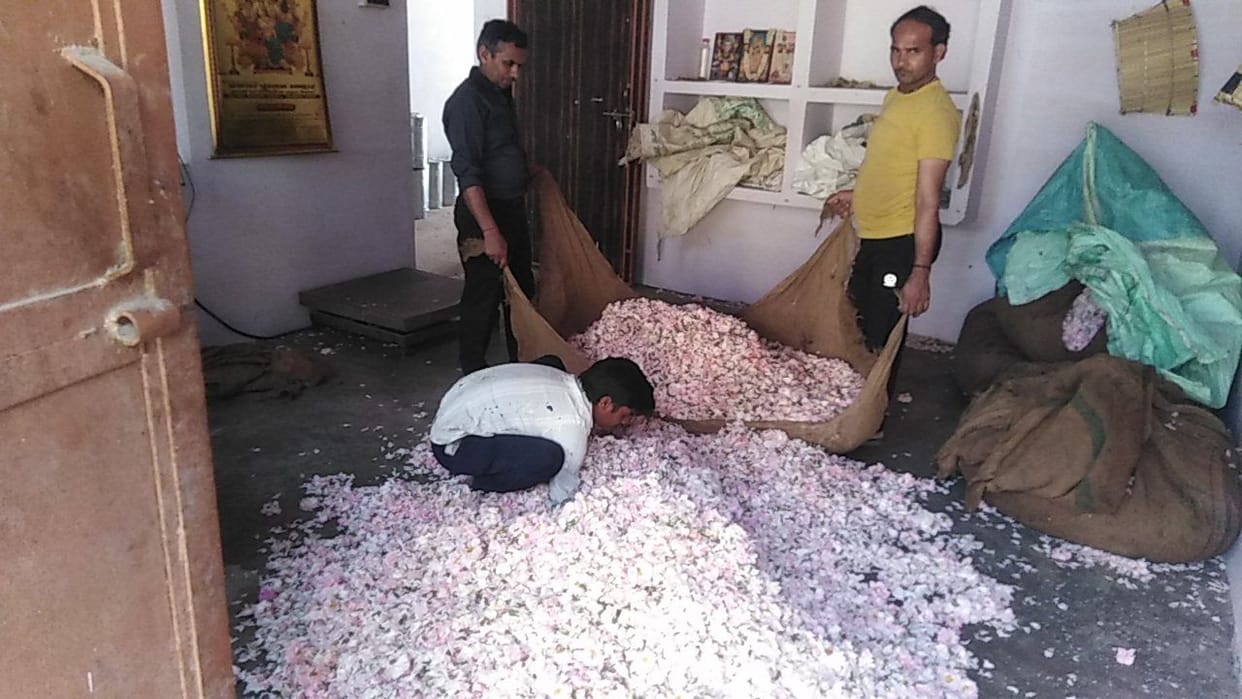Hathras: Price of rose flower increased to Rs 16 thousand per 40 kg