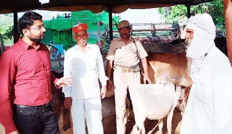 Calves found injured by wild dogs attack in Gosdan