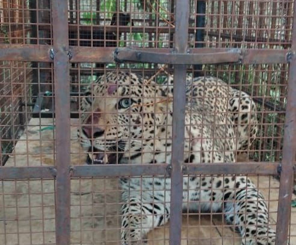 Dewas: There was a stir in the banknote press area due to the sound of leopard, the forest department team caught it and left it in the sanctuary