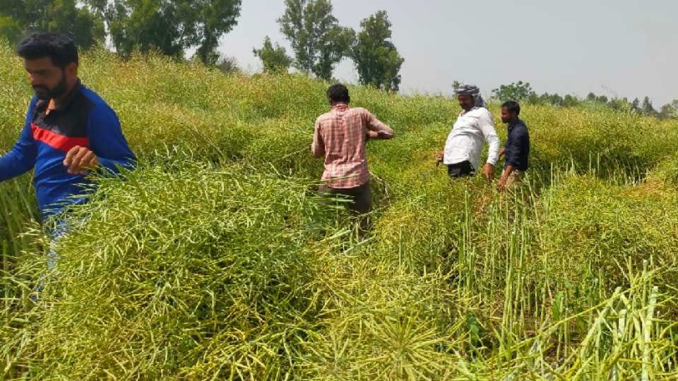 Farmers started cultivating mustard in Firozpur of Punjab