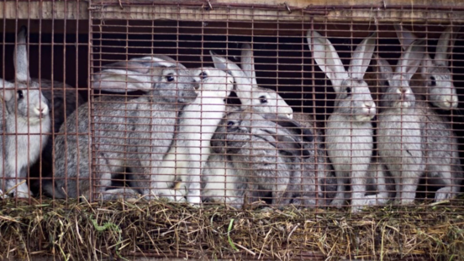Business Ideas you can earn lakhs of rupees per month after starting rabbit farming