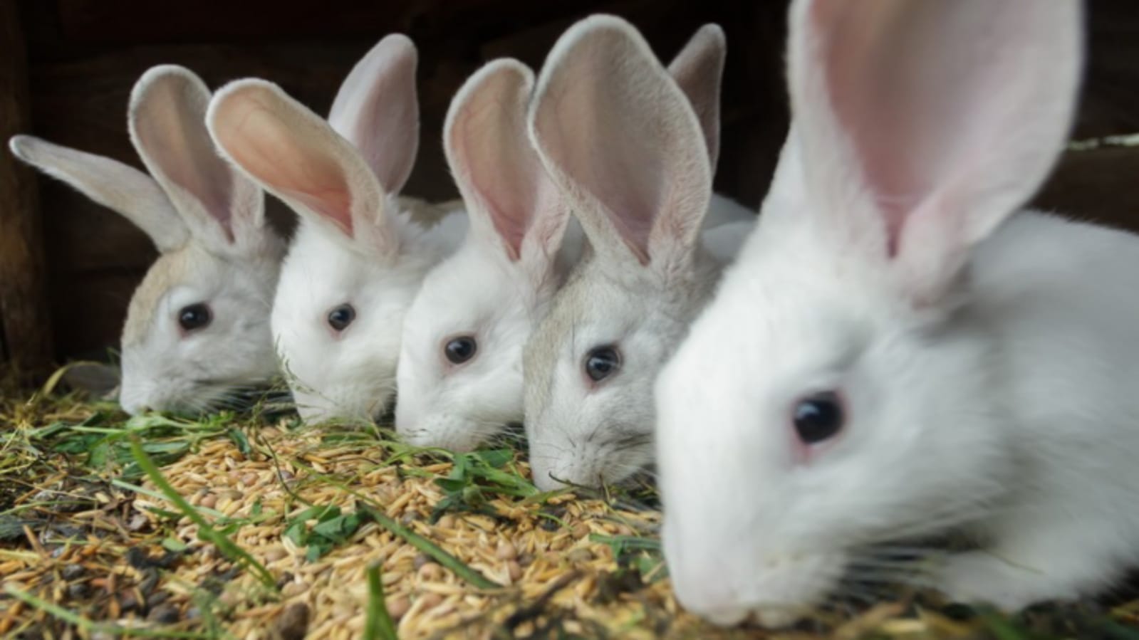 Business Ideas you can earn lakhs of rupees per month after starting rabbit farming