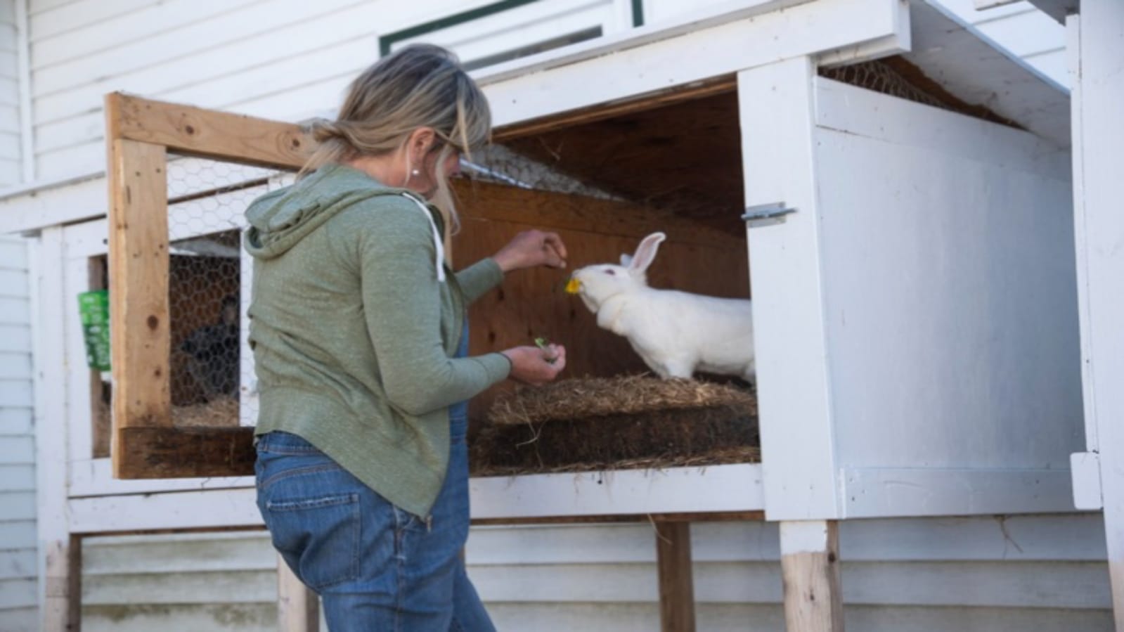 Business Ideas you can earn lakhs of rupees per month after starting rabbit farming