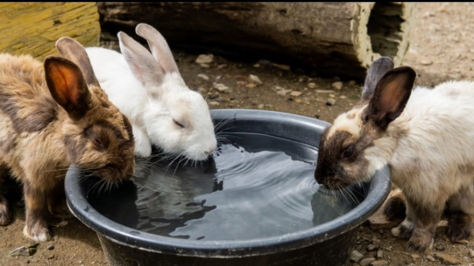 Business Ideas you can earn lakhs of rupees per month after starting rabbit farming