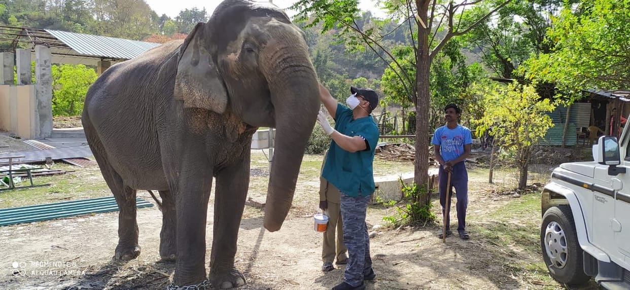 Screening of Pet Elifant,s in Corbett