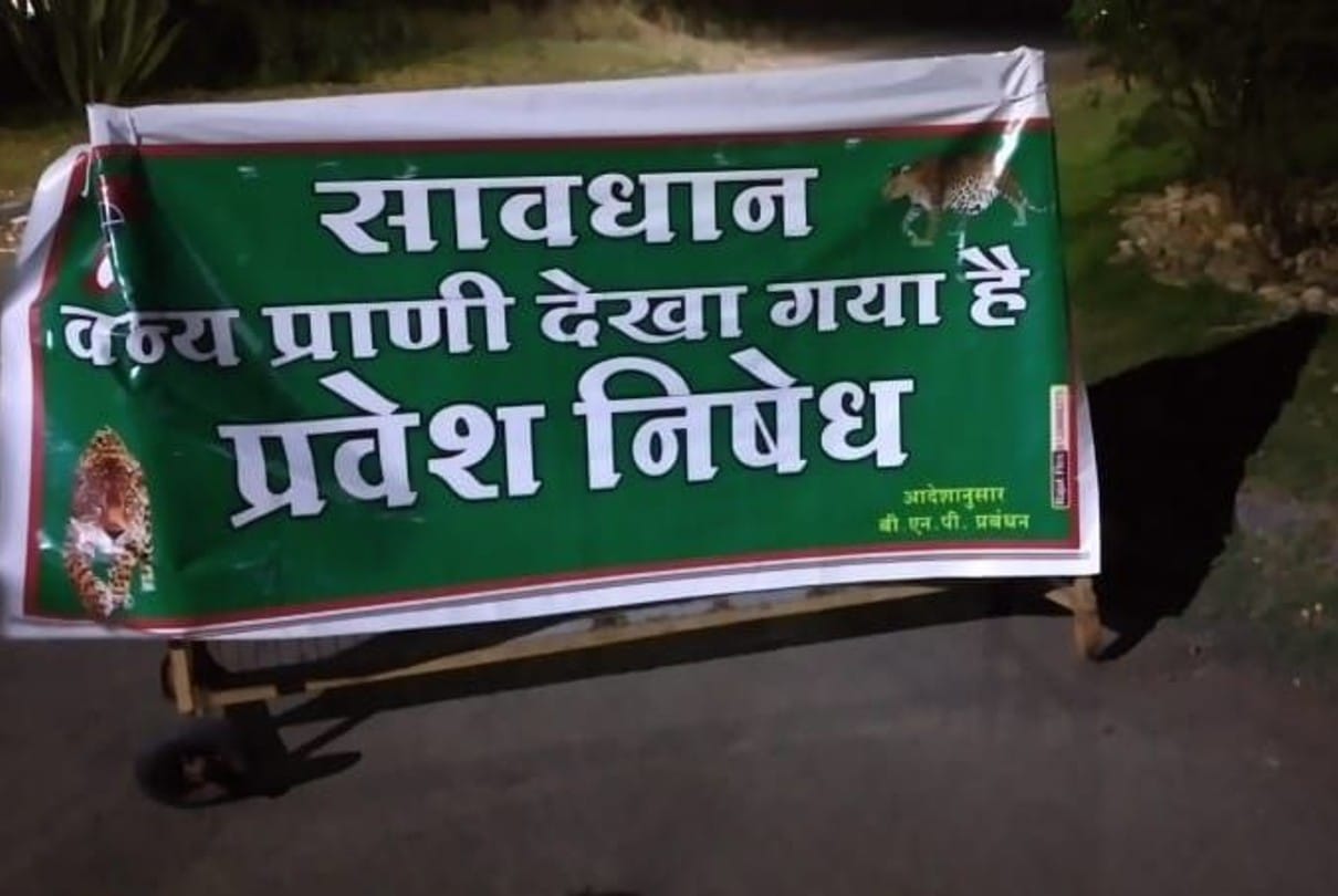 Dewas: There was a stir in the banknote press area due to the sound of leopard, the forest department team caught it and left it in the sanctuary