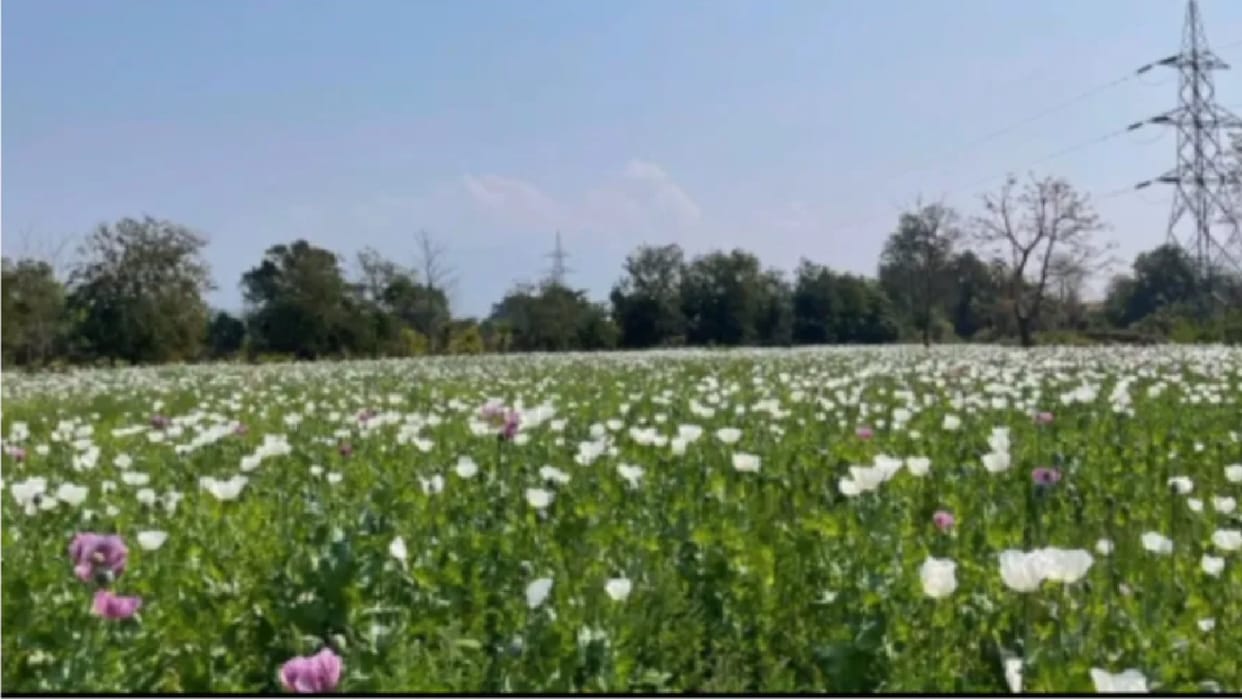 Madhya Pradesh: CBN team busted drugs racket in Arunachal Pradesh, 1 billion 62 crore opium destroyed