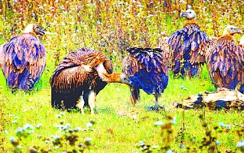 Flock of rare species of vultures seen in Terai