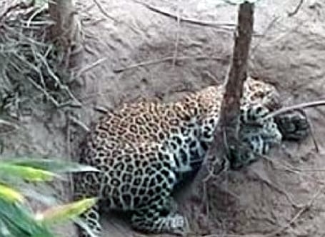 Guldar trapped in the trap of poachers, saved by forest workers