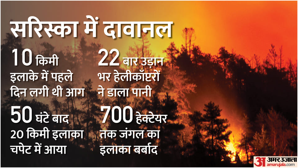 Rajasthan news Full details of fire in Sariska Tiger Reserve 