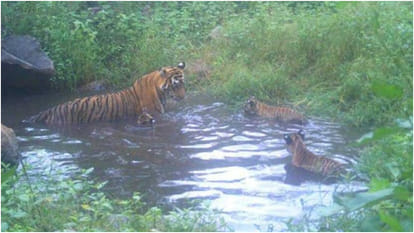 Rajasthan news Full details of fire in Sariska Tiger Reserve 