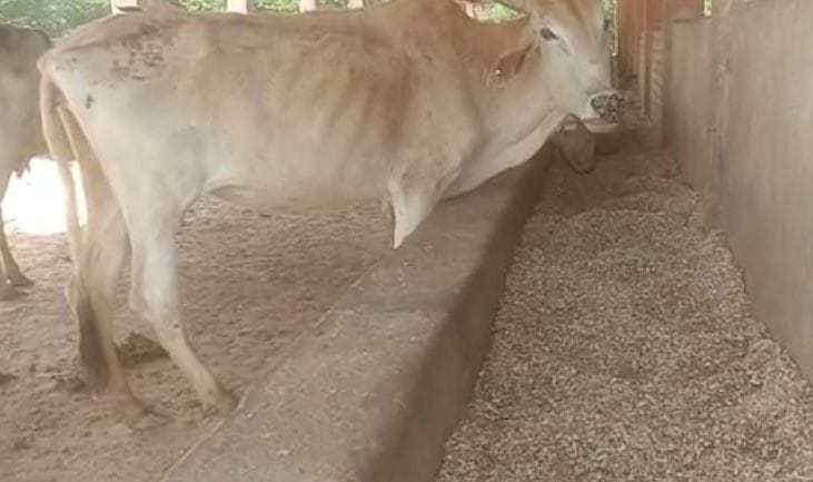 Kanpur dehat : Two cattle died in Gambhira Gaushala, becoming weak due to eating dry fodder