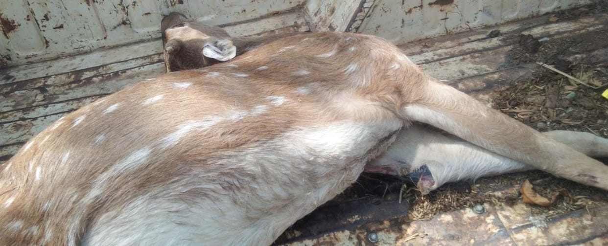 Deer found dead in suspicious condition in Sonbhadra