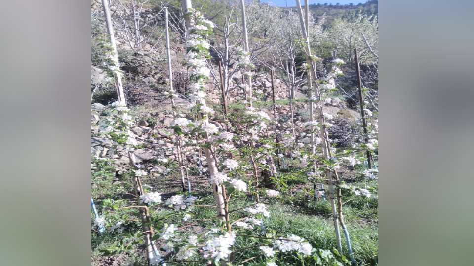 heat wave effects: Apple flowering started 15 days advance in Himachal's Kinnaur