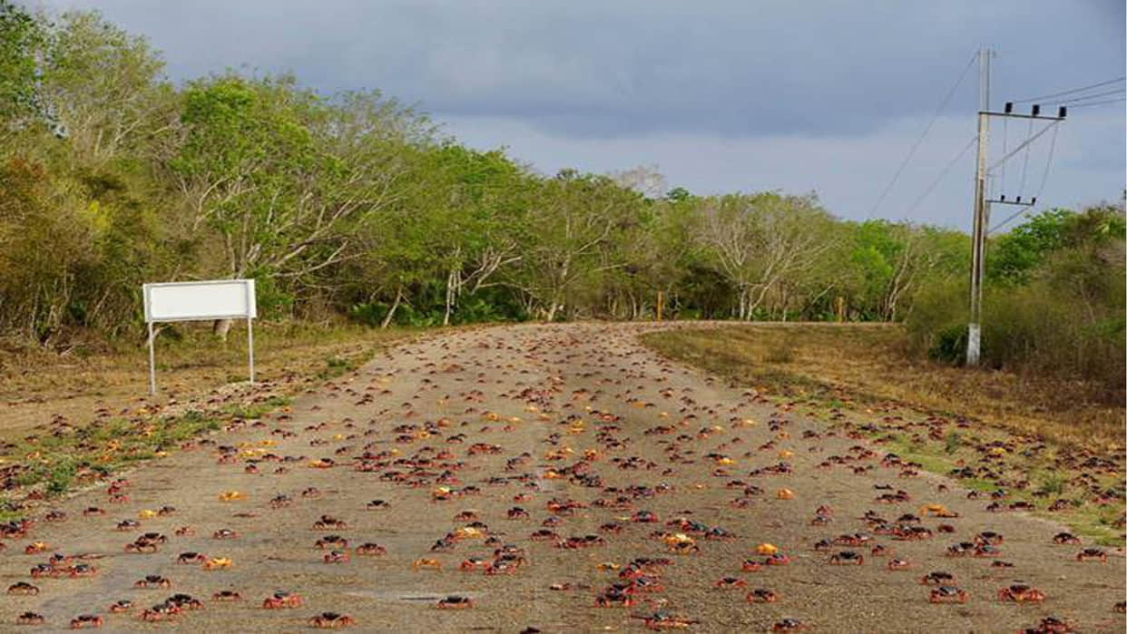 Know The Facts of Crab Cuban Disaster In Hindi