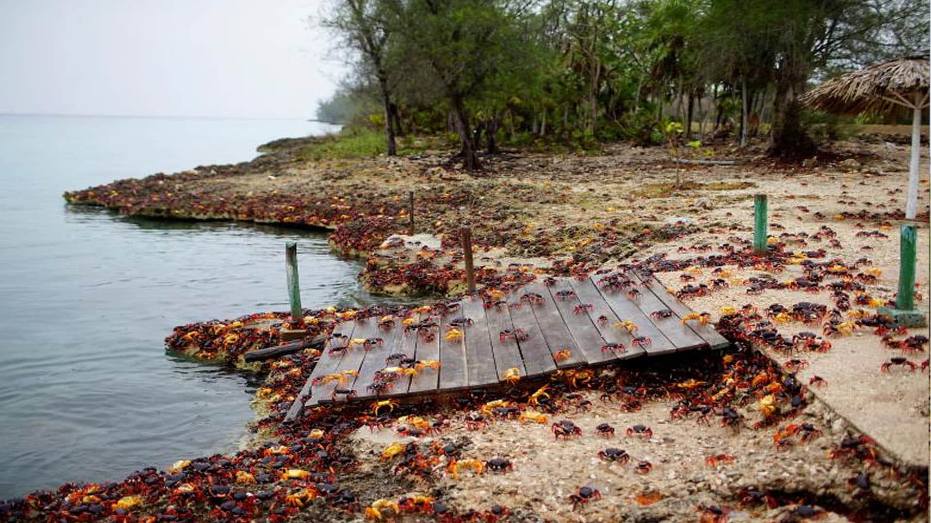 Know The Facts of Crab Cuban Disaster In Hindi