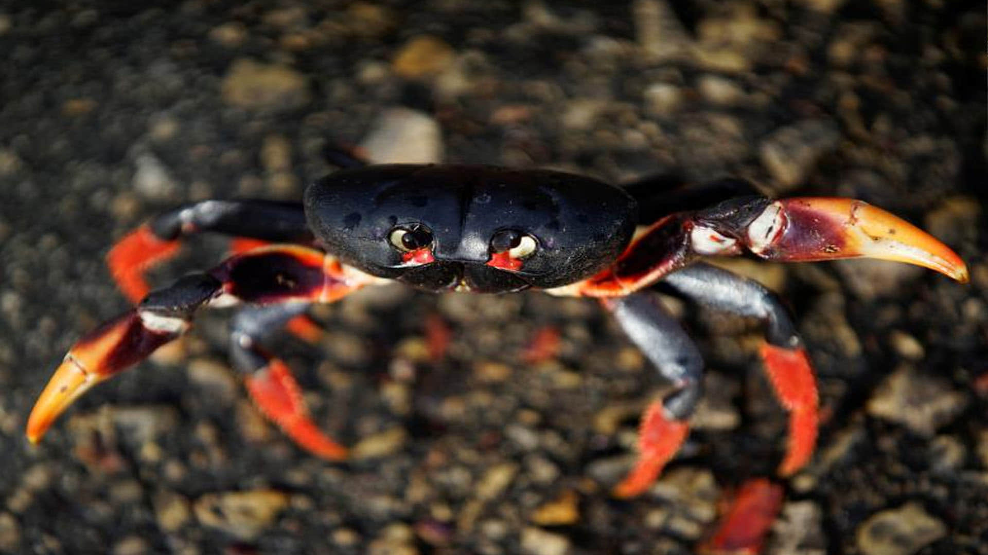 Know The Facts of Crab Cuban Disaster In Hindi